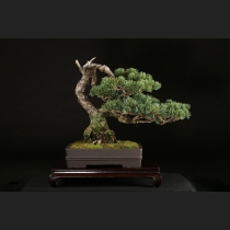 五葉松（雪月花）約60年
