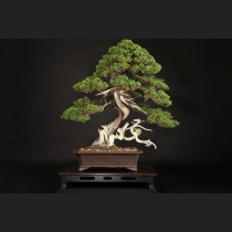 真柏  約100年