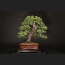 寸梢黒松  約60年
