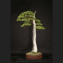 五葉松  約120年