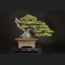 五葉松  約150年