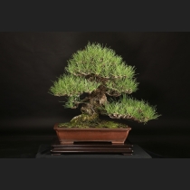 黒松  約100年