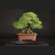 黒松  約80年