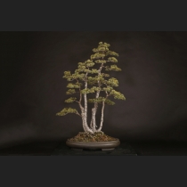 五葉松株立  約100年