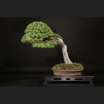 五葉松  約120年