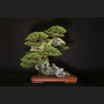 真柏石付 約25年