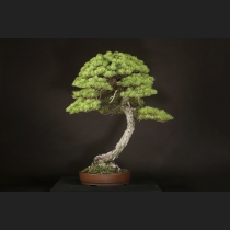 五葉松  約120年