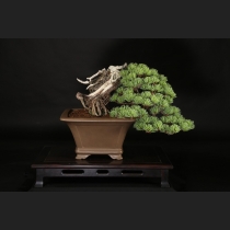 五葉松  約100年