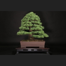 那須五葉松  約100年