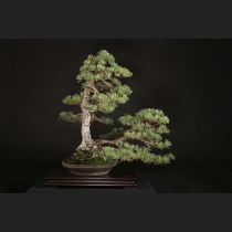 五葉松  約100年