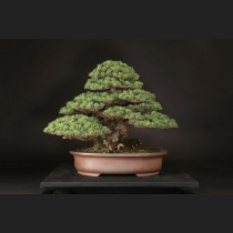 五葉松 (葵)  約75年