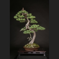 五葉松  約120年