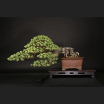 五葉松  約120年