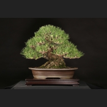 黒松  約80年