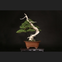 真柏  約150年