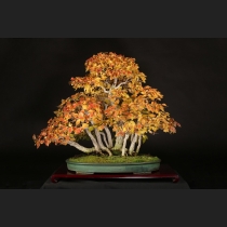 イワシデ寄植え  約45年