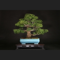 もみじ（獅子頭）約50年