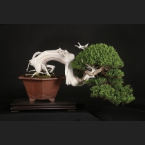 真柏  約200年
