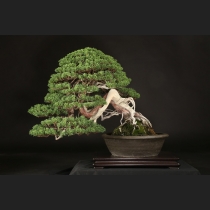真柏  約150年