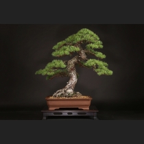 五葉松  約120年