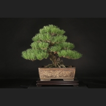 黒松  約80年