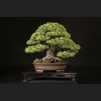 五葉松  約100年