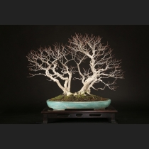 イワシデ  約80年