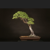 五葉松  約120年