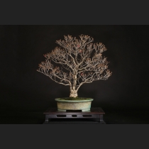 サンシュユ  約50年