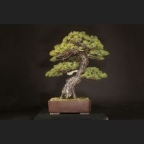 五葉松  約180年