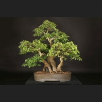 楓石付  約100年