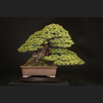 五葉松  約120年