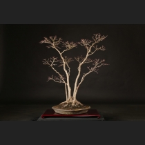 山もみじ  約70年