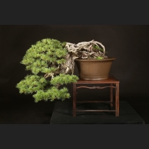 五葉松  約120年