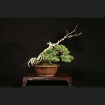 五葉松  約120年