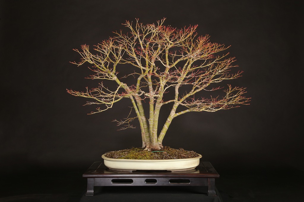 山もみじ 約18年 | 雨竹亭オンラインショップ