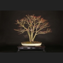 山もみじ  約18年