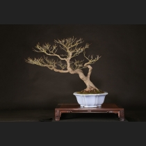 山もみじ  約60年