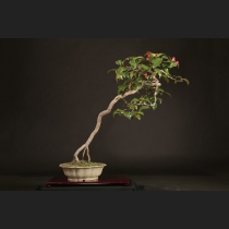 椿（伊予侘芯）約35年