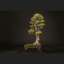 五葉松  約100年