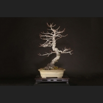 イガ風樹  約60年