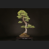 五葉松  約120年