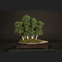 石化桧寄植え  約25年