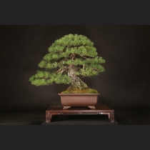 五葉松  約100年