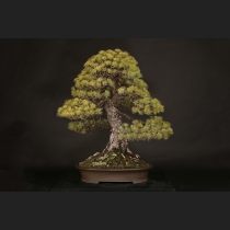 五葉松  約150年