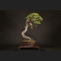 五葉松  約180年