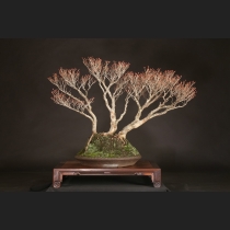 どうだんツツジ  約70年