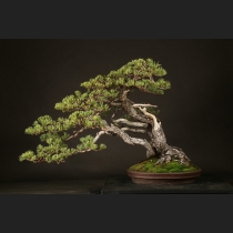 五葉松  約120年