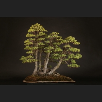 五葉松根連り石付  約150年