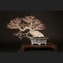 山もみじ  約80年